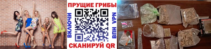 Купить где  Дагестанские Огни  Галлюциногенные грибы Psilocybe 